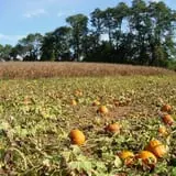 Bullock Farms Corn Maze & Fall Activities photo
