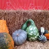 Bullock Farms Corn Maze & Fall Activities photo