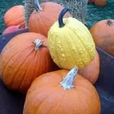 Bullock Farms Corn Maze & Fall Activities photo
