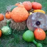 Bullock Farms Corn Maze & Fall Activities photo