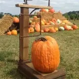 Bullock Farms Corn Maze & Fall Activities photo