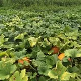 Bullock Farms Corn Maze & Fall Activities photo