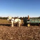 Bullock Farms Corn Maze & Fall Activities photo