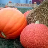 Bullock Farms Corn Maze & Fall Activities photo
