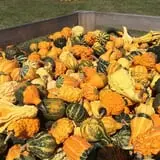 Bullock Farms Corn Maze & Fall Activities photo