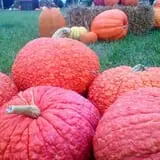 Bullock Farms Corn Maze & Fall Activities photo