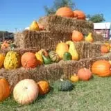 Bullock Farms Corn Maze & Fall Activities photo