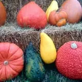 Bullock Farms Corn Maze & Fall Activities photo