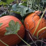 Bullock Farms Corn Maze & Fall Activities photo
