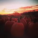 Bullock Farms Corn Maze & Fall Activities photo