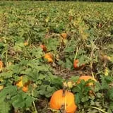 Bullock Farms Corn Maze & Fall Activities photo