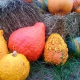 Bullock Farms Corn Maze & Fall Activities photo