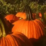 Bullock Farms Corn Maze & Fall Activities photo