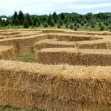 Bullock Farms Corn Maze & Fall Activities photo
