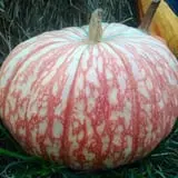 Bullock Farms Corn Maze & Fall Activities photo