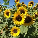Bullock Farms Corn Maze & Fall Activities photo