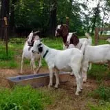 Bullock Farms Corn Maze & Fall Activities photo