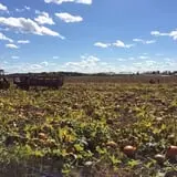 Bullock Farms Corn Maze & Fall Activities photo