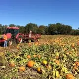 Bullock Farms Corn Maze & Fall Activities photo