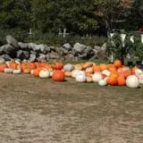 Butternut Farm Pumpkin Picking photo