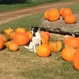 Butternut Farm Pumpkin Picking photo