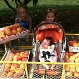 Butternut Farm Pumpkin Picking photo