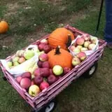 Butternut Farm Pumpkin Picking photo