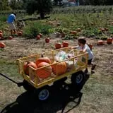 Butternut Farm Pumpkin Picking photo