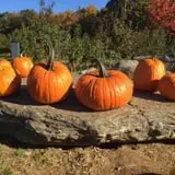 Butternut Farm Pumpkin Picking photo