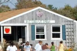 Butternut Farm Pumpkin Picking