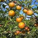 Branstool Orchards photo