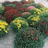 Branstool Orchards photo