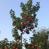 Branstool Orchards photo