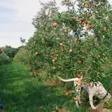 Branstool Orchards photo