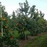 Branstool Orchards photo