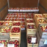 Branstool Orchards photo
