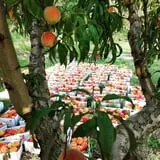 Branstool Orchards photo