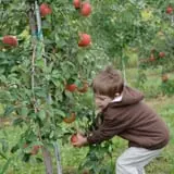 Branstool Orchards photo
