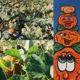 Branstool Orchards photo