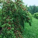 Branstool Orchards photo