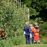 Branstool Orchards photo