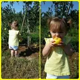 Branstool Orchards photo