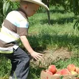 Branstool Orchards photo