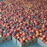 Branstool Orchards photo