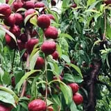 Branstool Orchards photo