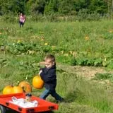 Branstool Orchards photo