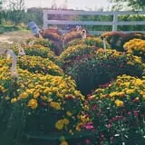 Branstool Orchards photo