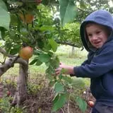 Branstool Orchards photo