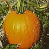 Branstool Orchards photo
