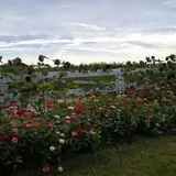 Branstool Orchards photo